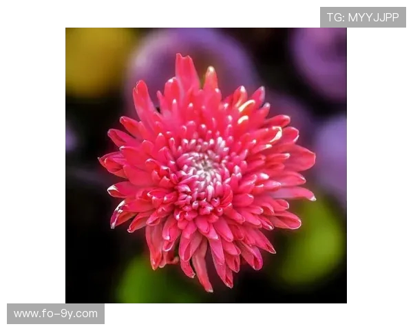 当足坛巨星化身段子手讲述他们的欢乐日常与奇葩瞬间故事集趣味篇